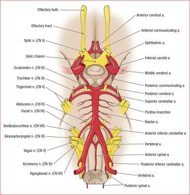thumbs/Brain Vasculature and Cranial Nerves.jpeg.jpg